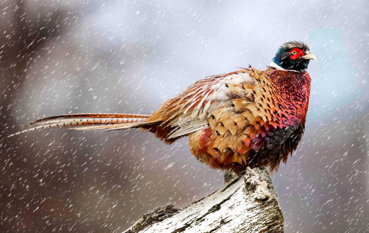 Braving the Snow